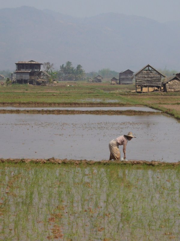 Travel - Myanmar - Inle Lake - Second Boat Trip - Walk to the Market